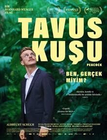 Tavus Kuşu
